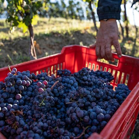 Agriturismo Antichi Poderi Gallina Neive Dış mekan fotoğraf
