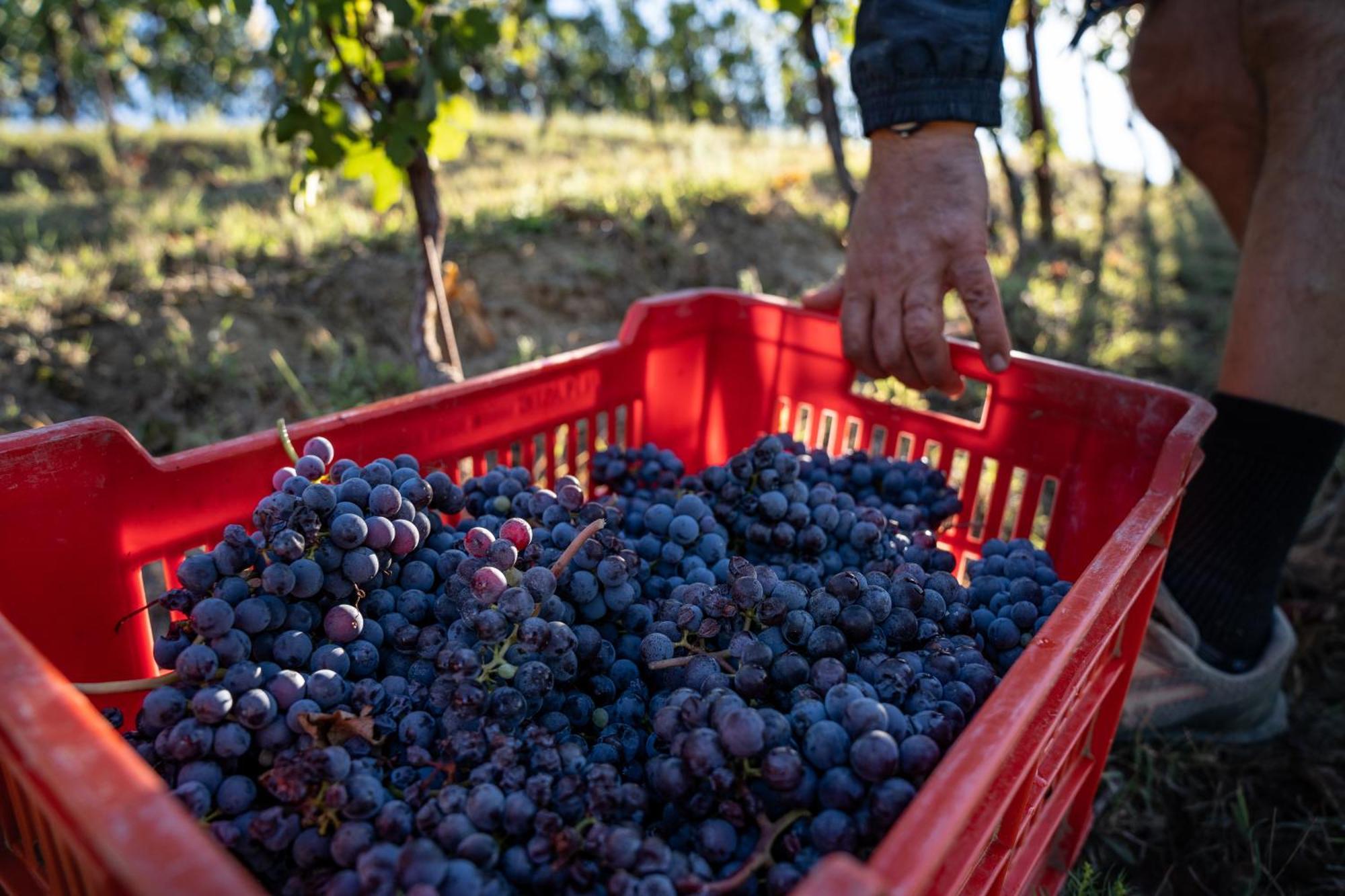 Agriturismo Antichi Poderi Gallina Neive Dış mekan fotoğraf